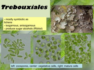 Trebouxiales
- mostly symbiotic as
lichens
- isogamous, anisogamous
- produce sugar alcohols (Ribitol)
left: zoospores, center: vegetative cells, right: mature cells
 