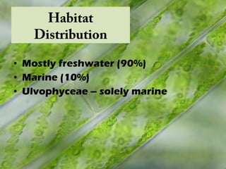• Mostly freshwater (90%)
• Marine (10%)
• Ulvophyceae – solely marine
Habitat
Distribution
 