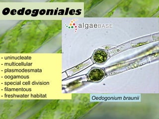 Oedogoniales
- uninucleate
- multicellular
- plasmodesmata
- oogamous
- special cell division
- filamentous
- freshwater habitat Oedogonium braunii
 
