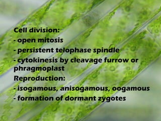 Cell division:
- open mitosis
- persistent telophase spindle
- cytokinesis by cleavage furrow or
phragmoplast
Reproduction:
- isogamous, anisogamous, oogamous
- formation of dormant zygotes
 