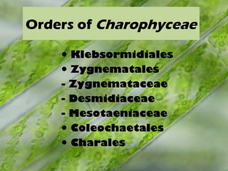 Orders of Charophyceae
● Klebsormidiales
● Zygnematales
- Zygnemataceae
- Desmidiaceae
- Mesotaeniaceae
● Coleochaetales
● Charales
 