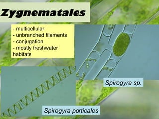 Zygnematales
Spirogyra sp.
- multicellular
- unbranched filaments
- conjugation
- mostly freshwater
habitats
Spirogyra porticales
 