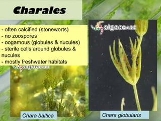Charales
- often calcified (stoneworts)
- no zoospores
- oogamous (globules & nucules)
- sterile cells around globules &
nucules
- mostly freshwater habitats
Chara globularisChara baltica
 