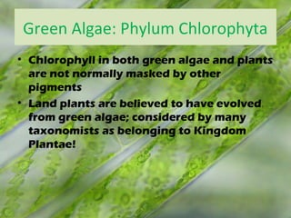 Green Algae: Phylum Chlorophyta
• Chlorophyll in both green algae and plants
are not normally masked by other
pigments
• Land plants are believed to have evolved
from green algae; considered by many
taxonomists as belonging to Kingdom
Plantae!
 
