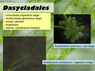 Chlorellales
Chlorella vulgaris
- unicellular or coenobial
- non-motile
- firm cell wall
- freshwater habitats
- isogamous...