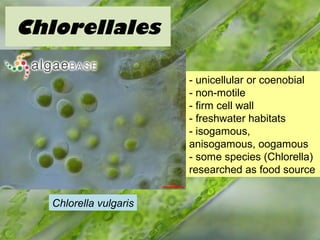 Klebsormidiales
Klebsormidium flaccidum
- exogamous biflagellates
- no plasmodesmata
- freshwater & terrestrial habitats
-...
