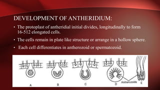 Chlorophyta: (Green Algae) The Phylum of Kingdom Protista. | PDF
