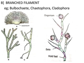 B] BRANCHED FILAMENT
eg; Bulbochaete, Chaetophora, Cladophora
 