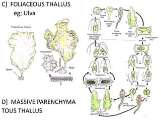 C] FOLIACEOUS THALLUS
eg; Ulva
D] MASSIVE PARENCHYMA
TOUS THALLUS
 