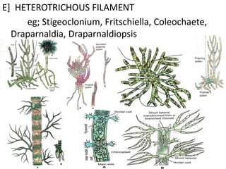 E] HETEROTRICHOUS FILAMENT
eg; Stigeoclonium, Fritschiella, Coleochaete,
Draparnaldia, Draparnaldiopsis
 