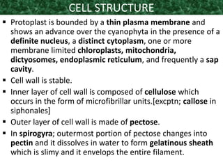 CELL STRUCTURE
 Protoplast is bounded by a thin plasma membrane and
shows an advance over the cyanophyta in the presence of a
definite nucleus, a distinct cytoplasm, one or more
membrane limited chloroplasts, mitochondria,
dictyosomes, endoplasmic reticulum, and frequently a sap
cavity.
 Cell wall is stable.
 Inner layer of cell wall is composed of cellulose which
occurs in the form of microfibrillar units.[excptn; callose in
siphonales]
 Outer layer of cell wall is made of pectose.
 In spirogyra; outermost portion of pectose changes into
pectin and it dissolves in water to form gelatinous sheath
which is slimy and it envelops the entire filament.
 