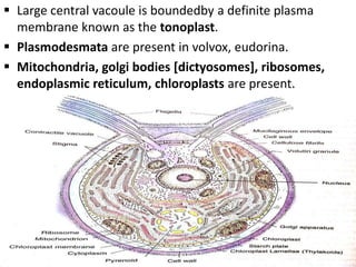  Large central vacoule is boundedby a definite plasma
membrane known as the tonoplast.
 Plasmodesmata are present in volvox, eudorina.
 Mitochondria, golgi bodies [dictyosomes], ribosomes,
endoplasmic reticulum, chloroplasts are present.
 