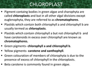 CHLOROPLAST
 Pigment containg bodies in green algae and charophyta are
called chloroplasts and but in all other algal divisions except
euglenophyta, they are referred to as chromatophores.
 Plastids which contain both chlorophyll a and chlorophyll b are
usually termed as chloroplasts.
 Plastids which contain chlorophyll a but not chlorophyll b and
have carotenoids in excess over chlorophyll are known as
chromatophores.
 Green pigments- chlorophyll a and chlorophyll b.
 Yellow pigments- carotene and xanthophyll.
 Green colouration of members of chlorophyta is due to the
presence of excess of chlorophyll in the chloroplasts.
 Beta carotene is commonly found in green algae.
 