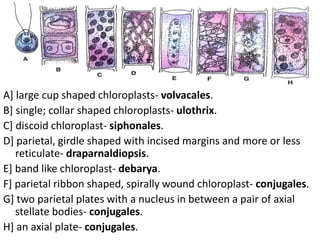 • Sacsdb
A] large cup shaped chloroplasts- volvacales.
B] single; collar shaped chloroplasts- ulothrix.
C] discoid chloroplast- siphonales.
D] parietal, girdle shaped with incised margins and more or less
reticulate- draparnaldiopsis.
E] band like chloroplast- debarya.
F] parietal ribbon shaped, spirally wound chloroplast- conjugales.
G] two parietal plates with a nucleus in between a pair of axial
stellate bodies- conjugales.
H] an axial plate- conjugales.
 
