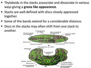  Thylakoids in the stacks assosciate and dissociate in various
ways giving a grana like appearance.
 Stacks are well defined with discs closely appressed
together.
 Some of the bands extend for a considerable distance.
 Discs in the stacks may often shift from one stack to
another.
 