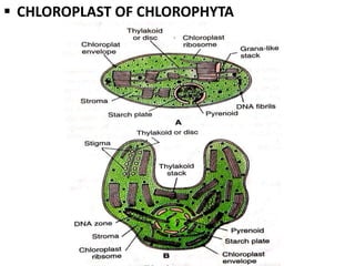  CHLOROPLAST OF CHLOROPHYTA
 