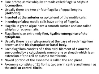  Fine protoplasmic whiplike threads called flagella helps in
locomotion.
 Usually there are two or four flagella of equal lengths
[isokontic].
 Inserted at the anterior or apical end of the motile cells.
 In oedogoniales; motile cells have a ring of flagella.
 Flagella in green algae have a smooth surface and are called
whiplas or acronematic.
 Flagellum is an extremely fine, hyaline emergence of the
cytoplasm.
 Usually there is a single granule at the base of each flagellum
known as the blepharoplast or basal body.
 Each flagellum consists of a thin axial filament of axoneme
surrounded by a cytoplasmic membrane or sheath which is an
extension of the cell or plasma membrane.
 Naked portion of the axoneme is called the end piece.
 Axoneme constists of 11 fibrils; two are in centre and known as
the axial or central fibrils.
 