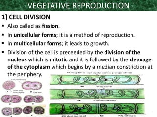 VEGETATIVE REPRODUCTION
1] CELL DIVISION
 Also called as fission.
 In unicellular forms; it is a method of reproduction.
 In multicellular forms; it leads to growth.
 Division of the cell is preceeded by the division of the
nucleus which is mitotic and it is followed by the cleavage
of the cytoplasm which begins by a median constriction at
the periphery.
 