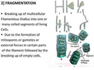 2] FRAGMENTATION
 Breaking up of multicellular
Filamentous thallus into one or
many celled segments of living
Cells.
 Due to the formation of
mitospores or gametes or
external forces in certain parts
of the filament followed by the
breaking up of empty cells.
 