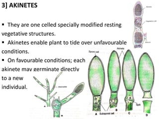 3] AKINETES
 They are one celled specially modified resting
vegetative structures.
 Akinetes enable plant to tide over unfavourable
conditions.
 On favourable conditions; each
akinete may germinate directly
to a new
individual.
 