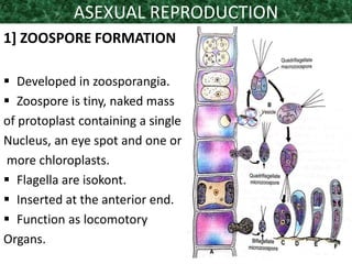 ASEXUAL REPRODUCTION
1] ZOOSPORE FORMATION
 Developed in zoosporangia.
 Zoospore is tiny, naked mass
of protoplast containing a single
Nucleus, an eye spot and one or
more chloroplasts.
 Flagella are isokont.
 Inserted at the anterior end.
 Function as locomotory
Organs.
 