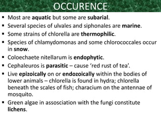 OCCURENCE
 Most are aquatic but some are subarial.
 Several species of ulvales and siphonales are marine.
 Some strains of chlorella are thermophilic.
 Species of chlamydomonas and some chlorococcales occur
in snow.
 Coloechaete nitellarum is endophytic.
 Cephaleuros is parasitic – cause ‘red rust of tea’.
 Live epizoically on or endozoically within the bodies of
lower animals – chlorella is found in hydra; chlorella
beneath the scales of fish; characium on the antennae of
mosquito.
 Green algae in assosciation with the fungi constitute
lichens.
 