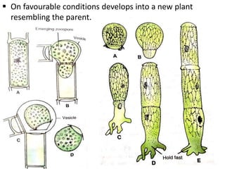  On favourable conditions develops into a new plant
resembling the parent.
 