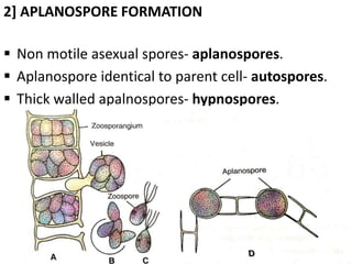 2] APLANOSPORE FORMATION
 Non motile asexual spores- aplanospores.
 Aplanospore identical to parent cell- autospores.
 Thick walled apalnospores- hypnospores.
 