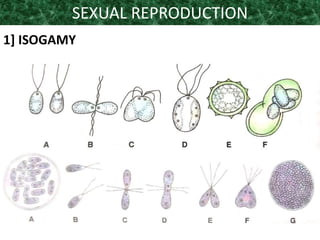SEXUAL REPRODUCTION
1] ISOGAMY
 