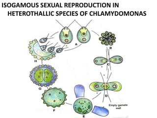ISOGAMOUS SEXUAL REPRODUCTION IN
HETEROTHALLIC SPECIES OF CHLAMYDOMONAS
 
