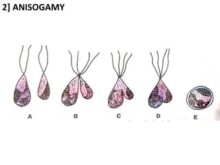 2] ANISOGAMY
 