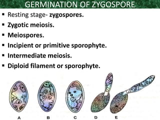 GERMINATION OF ZYGOSPORE
 Resting stage- zygospores.
 Zygotic meiosis.
 Meiospores.
 Incipient or primitive sporophyte.
 Intermediate meiosis.
 Diploid filament or sporophyte.
 