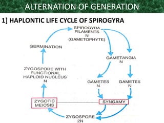 ALTERNATION OF GENERATION
1] HAPLONTIC LIFE CYCLE OF SPIROGYRA
 
