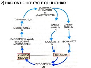 2] HAPLONTIC LIFE CYCLE OF ULOTHRIX
 