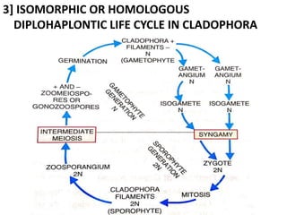3] ISOMORPHIC OR HOMOLOGOUS
DIPLOHAPLONTIC LIFE CYCLE IN CLADOPHORA
 