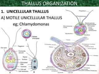 THALLUS ORGANIZATION
1. UNICELLULAR THALLUS
A] MOTILE UNICELLULAR THALLUS
eg; Chlamydomonas
 