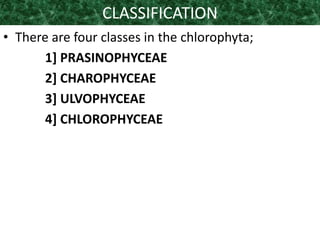 CLASSIFICATION
• There are four classes in the chlorophyta;
1] PRASINOPHYCEAE
2] CHAROPHYCEAE
3] ULVOPHYCEAE
4] CHLOROPHYCEAE
 