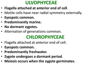 ULVOPHYCEAE
• Flagella attached at anterior end of cell.
• Motile cells have near radial symmetry externally.
• Eyespots common.
• Predominantly marine.
• No dormant zygotes.
• Alternation of generations common.
CHLOROPHYCEAE
• Flagella attached at anterior end of cell.
• Eyespots common.
• Predominantly freshwater.
• Zygote undergoes a dormant period.
• Meiosis occurs when the zygote germinates.
 