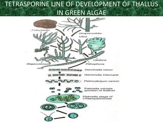 TETRASPORINE LINE OF DEVELOPMENT OF THALLUS
IN GREEN ALGAE
 
