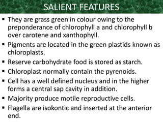 SALIENT FEATURES
 They are grass green in colour owing to the
preponderance of chlorophyll a and chlorophyll b
over carotene and xanthophyll.
 Pigments are located in the green plastids known as
chloroplasts.
 Reserve carbohydrate food is stored as starch.
 Chloroplast normally contain the pyrenoids.
 Cell has a well defined nucleus and in the higher
forms a central sap cavity in addition.
 Majority produce motile reproductive cells.
 Flagella are isokontic and inserted at the anterior
end.
 
