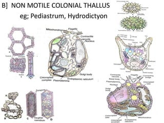 B] NON MOTILE COLONIAL THALLUS
eg; Pediastrum, Hydrodictyon
 