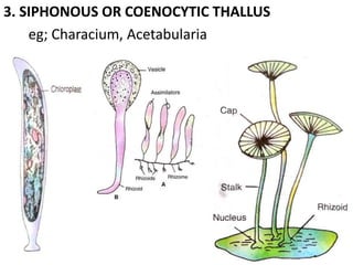 3. SIPHONOUS OR COENOCYTIC THALLUS
eg; Characium, Acetabularia
 