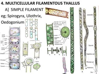 4. MULTICELLULAR FILAMENTOUS THALLUS
A] SIMPLE FILAMENT
eg; Spirogyra, Ulothrix,
Oedogonium
 