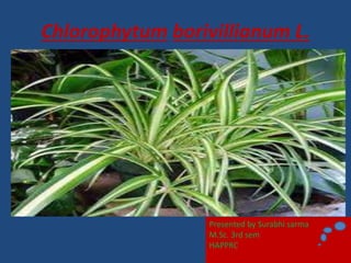 Chlorophytum borivillianum L.
Presented by Surabhi sarma
M.Sc. 3rd sem
HAPPRC
 