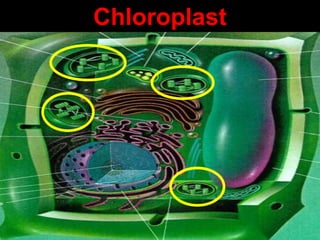 Chloroplast




              1
 