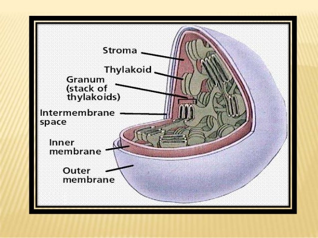 Chloroplast