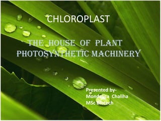 CHLOROPLAST
THE HOUSE OF PLANT
PHOTOSYNTHETIC MACHINERY
Presented by-
Mondalica Chaliha
MSc Biotech
 