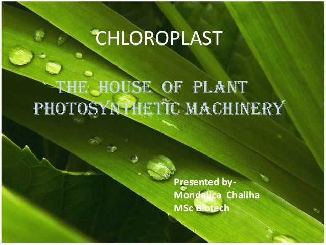 chloroplast