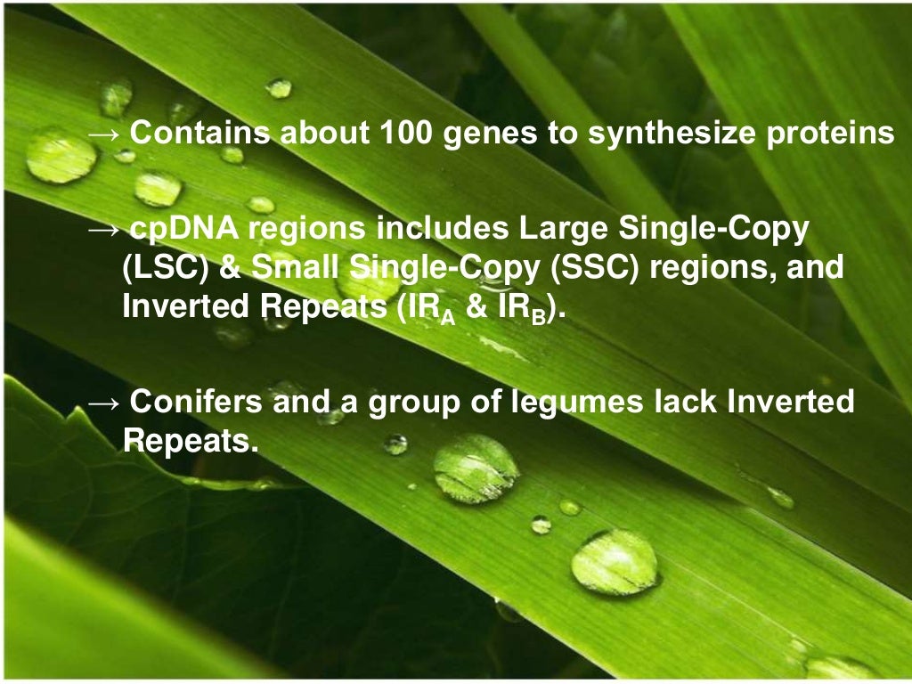 Chloroplast
