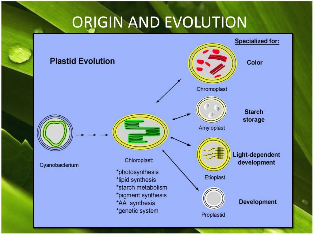 Chloroplast